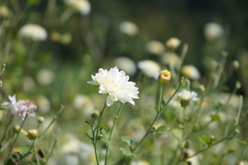 Chrysanthemum flowers in the garden have blurred backgrounds and closeup focus.