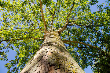 Obraz premium View from the bottom of a tree up to the treetop