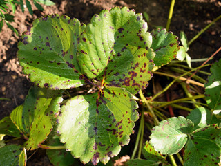 Strawberry leaf scorch - common fungal disease caused by Diplocarpon earliana