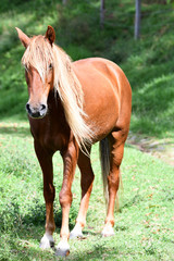 Portrait  of a beautiful Sorrel or chestnut color young horse