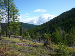 Fototapeta na wymiar Reflective cloud build beyond conifer forested hills seen from scrubby hilltop.