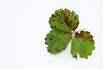 Strawberry leaf scorch - common fungal disease caused by Diplocarpon earliana
