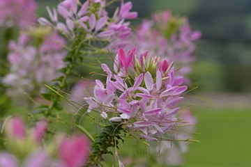 pink cleome spinosa or spider flowers