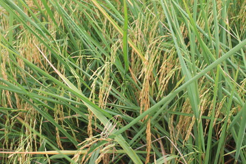closeup of green grass