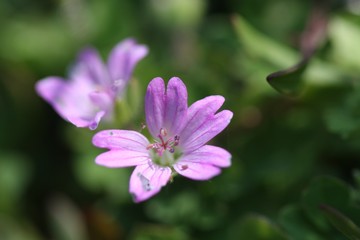 fleur