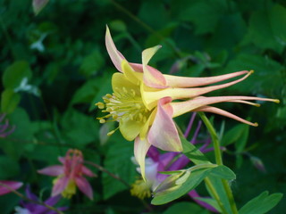 Columbine flower in dark green leaves