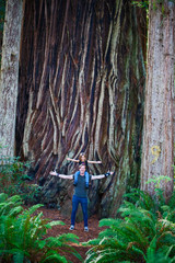 Redwoods, riesen B&auml;ume in Kalifornien