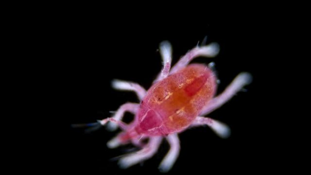 microscopic predatory mite, Bdellidae family, Prostigmata order, Acariform ticks superorder, lives in forest litter, moss, under stones, shrubs and trees, nests of birds and mammals, feed on small