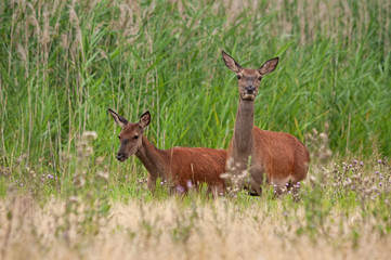 Alerted red deer, cervus elaphus, hind and calf walking on a green meadow in summer. Cautions wild mammals in wilderness.