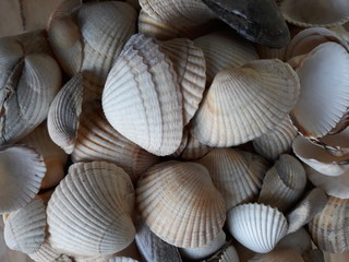 seashells on sand