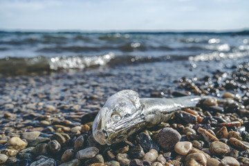 Dead fish in water