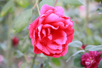 The red and pink roses are in full bloom in the garden