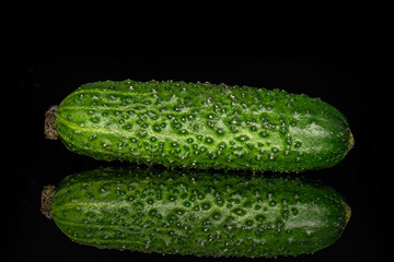 One whole fresh pickling cucumber isolated on black glass