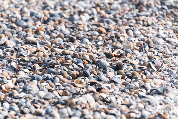 Muscheln am Strand