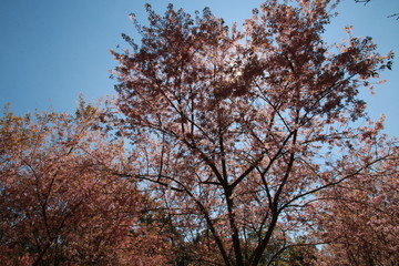 The tree with pink flowers resembles sakura in autumn and the sun light between the leaves.