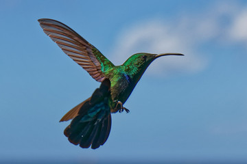 Colored Hummingbird flying in the sky