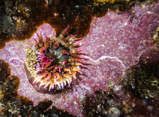 Naklejka na ściany i meble Colorful anemone 