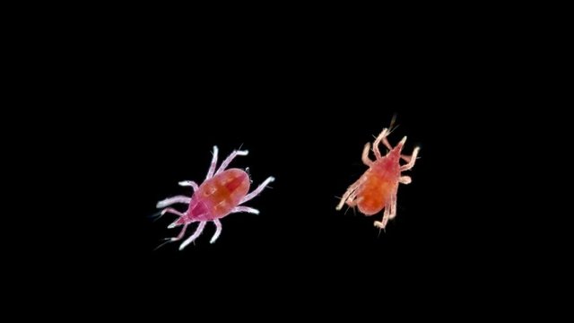 microscopic predatory mite, Bdellidae family, Prostigmata order, Acariform ticks superorder, lives in forest litter, moss, under stones, shrubs and trees, nests of birds and mammals, feed on small
