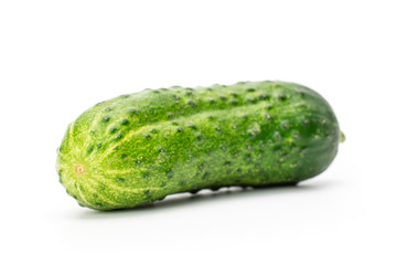 One whole fresh green pickling cucumber with pimples isolated on white background