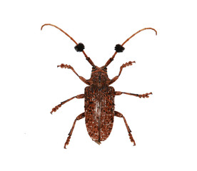 close up insect on white background and clipping path