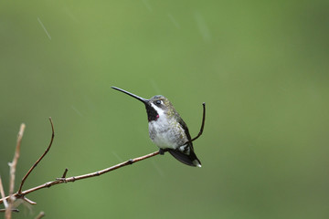 Fototapeta premium Long-billed Starthroat (Heliomaster longirostris)