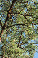 pines in the forest seen from ground up