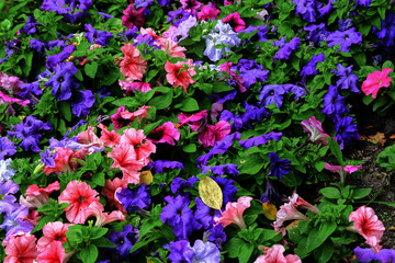 Fototapeta premium flowers in the garden