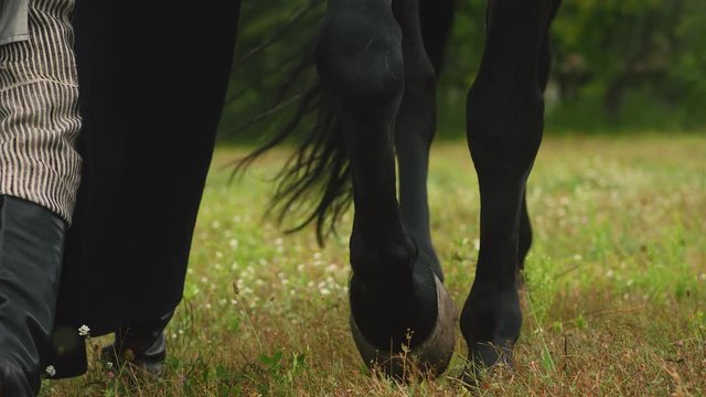 Horse and rider legs close up. Black horse and rider walk on a green field. Rider in black leather boots, harem pants and a long black coat. Meadow with green grass and wildflowers. Village, animals.