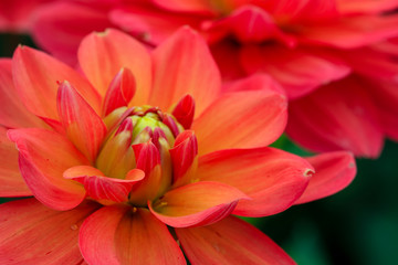 Fototapeta premium Dahlia close up