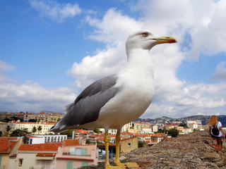 one seagull sits on a wall against a background of a roof from a red tile. Nice