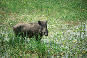 Warthog in national park Yala, Sri Lanka