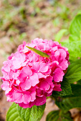 Grasshopper on flower