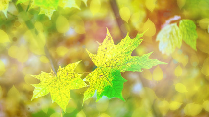 autumn background texture. colorful fallen maple leaves