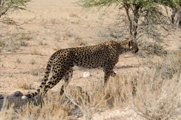 Guépard, cheetah, Acinonyx jubatus, Parc national du Kalahari, Afrique du Sud