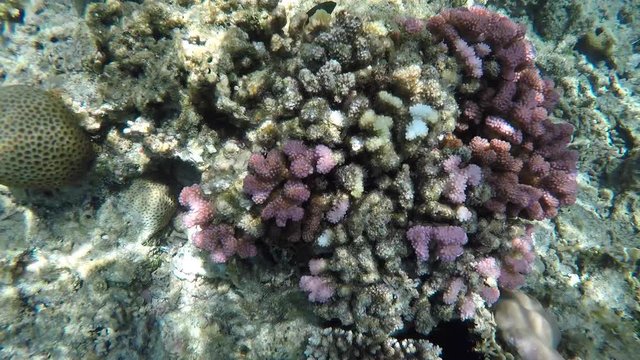 Purple coral actively bleaching among coral reef graveyard