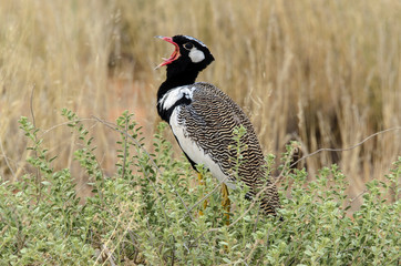 Outarde à miroir blanc, male, .Afrotis afraoides, Northern Black Korhaan, Afrique du Sud