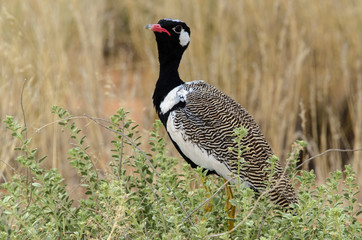 Outarde à miroir blanc, male, .Afrotis afraoides, Northern Black Korhaan, Afrique du Sud