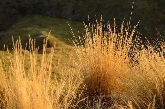Matorrales en la monta&ntilde;a en el atardecer