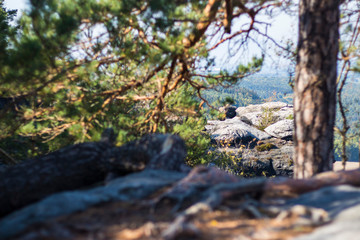 Zwischen Stein und Wurzeln