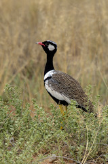 Outarde à miroir blanc, male, .Afrotis afraoides, Northern Black Korhaan, Afrique du Sud