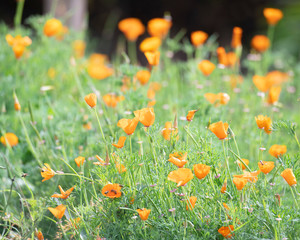 Close up of beautiful orange flowers
