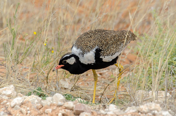 Outarde à miroir blanc, male, .Afrotis afraoides, Northern Black Korhaan, Afrique du Sud