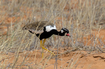 Outarde à miroir blanc, male, .Afrotis afraoides, Northern Black Korhaan, Afrique du Sud