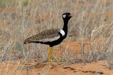 Outarde à miroir blanc, male, .Afrotis afraoides, Northern Black Korhaan, Afrique du Sud