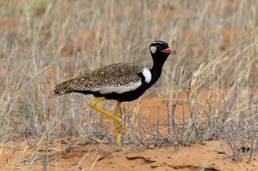 Outarde à miroir blanc, male, .Afrotis afraoides, Northern Black Korhaan, Afrique du Sud