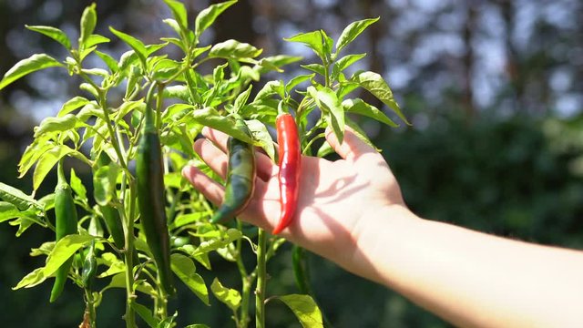 Close-up shot of red hot chili peppers plant. Woman's hand touching and checking ripe red peppers growing on plant. Chili peppers plant in sunlight. Farming concept