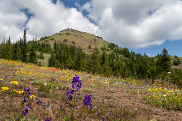 Cone Mountain from Cone Mountain Trail in the Willamette National Forest in the Oregon Cascades. © Catherine