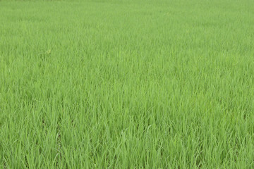 green field of grass or same size grass