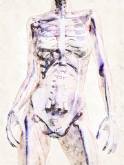 Digital artistic Sketch of the human Anatomy