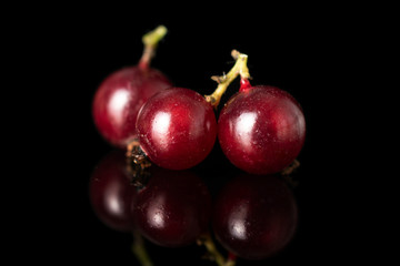 Group of three whole fresh dark redcurrant isolated on black glass